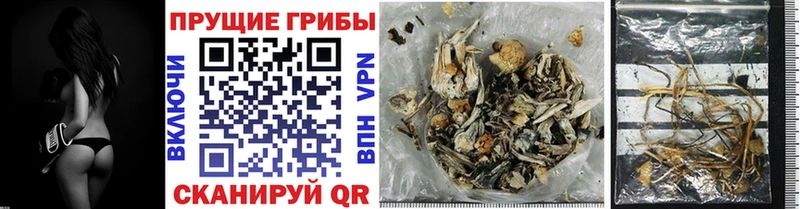 omg как войти  Нахабино  Псилоцибиновые грибы Psilocybine cubensis 